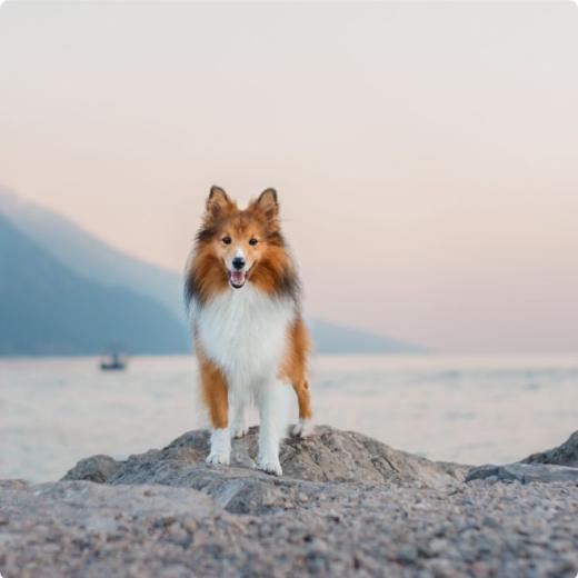 Cane su una roccia, con sfondo di mare e montagne al tramonto.