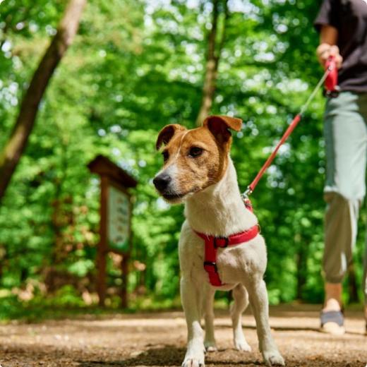 Cane al guinzaglio passeggia in un bosco verde e rigoglioso.